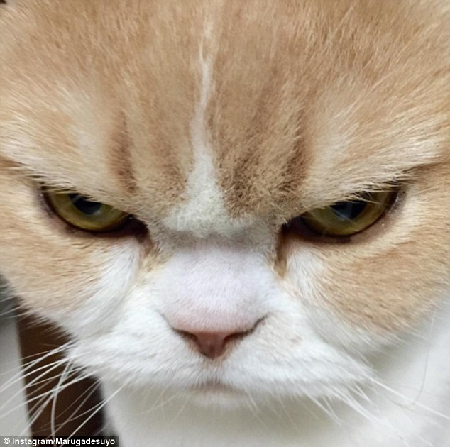 Koyuki: la gata japonesa que amenaza con destronar al &lsquo;Gato Gru&ntilde;&oacute;n&rsquo;